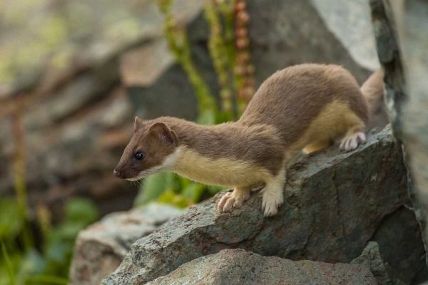 Colorado, San Juan Mts, Short-tailed weasel